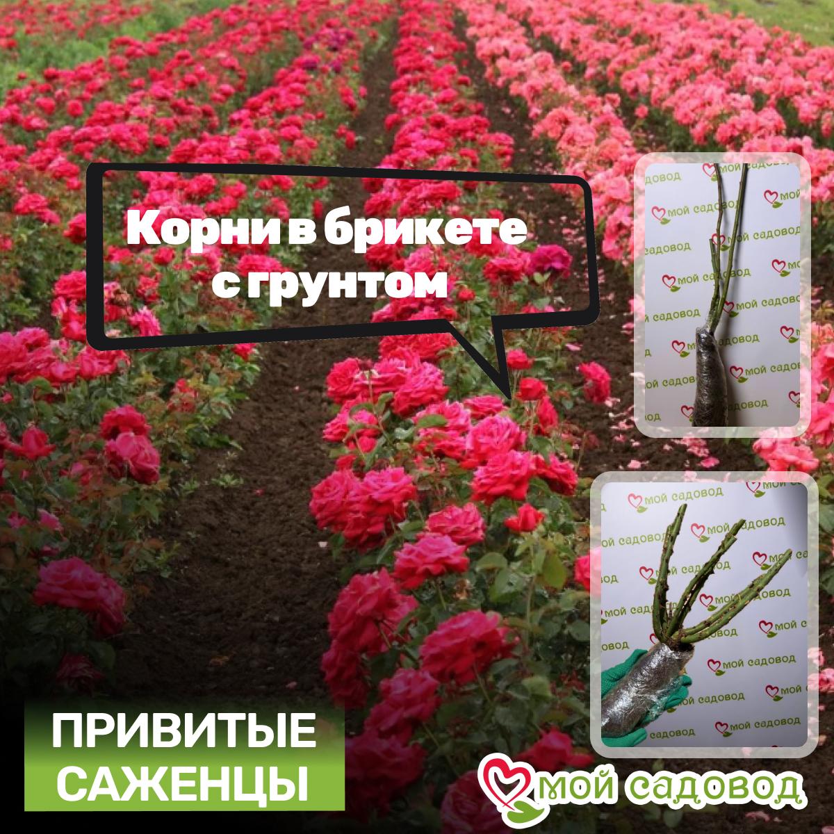 Роза Мадам Экзюпери